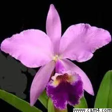 cataleya1 image 0