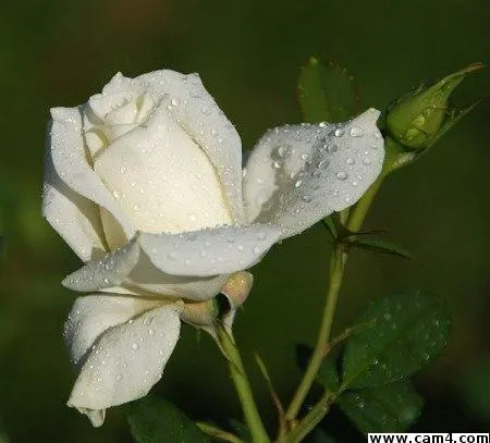 LediDi image 0