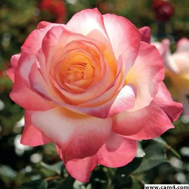 PrettyJane image 0